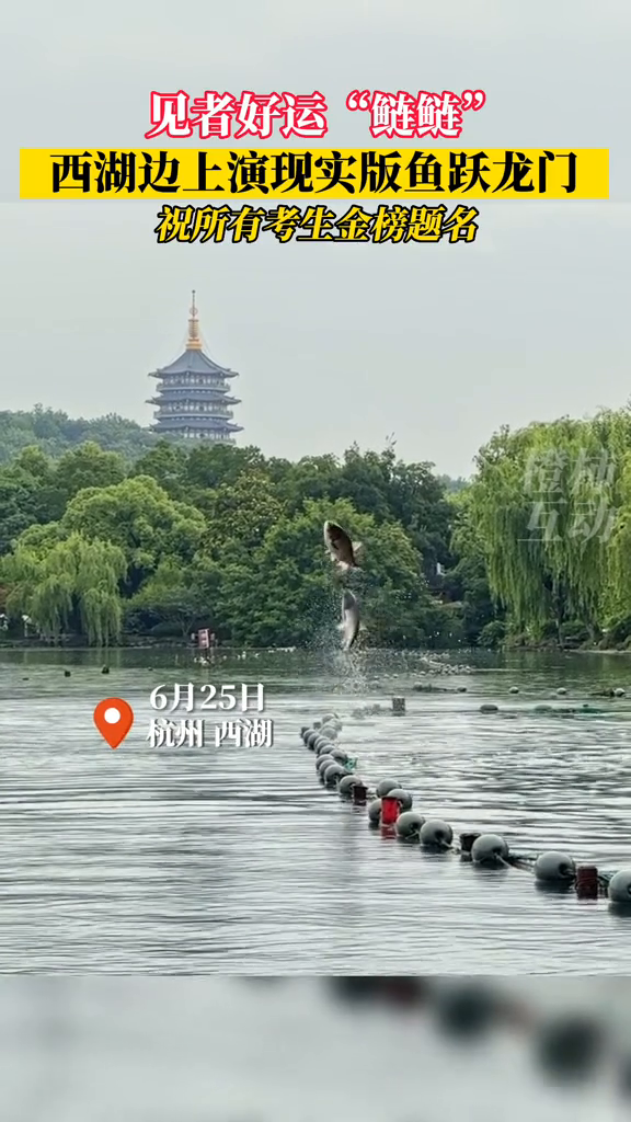 高考中考刚结束,杭州西湖小南湖出水口,又现“鱼跃龙门”景象
