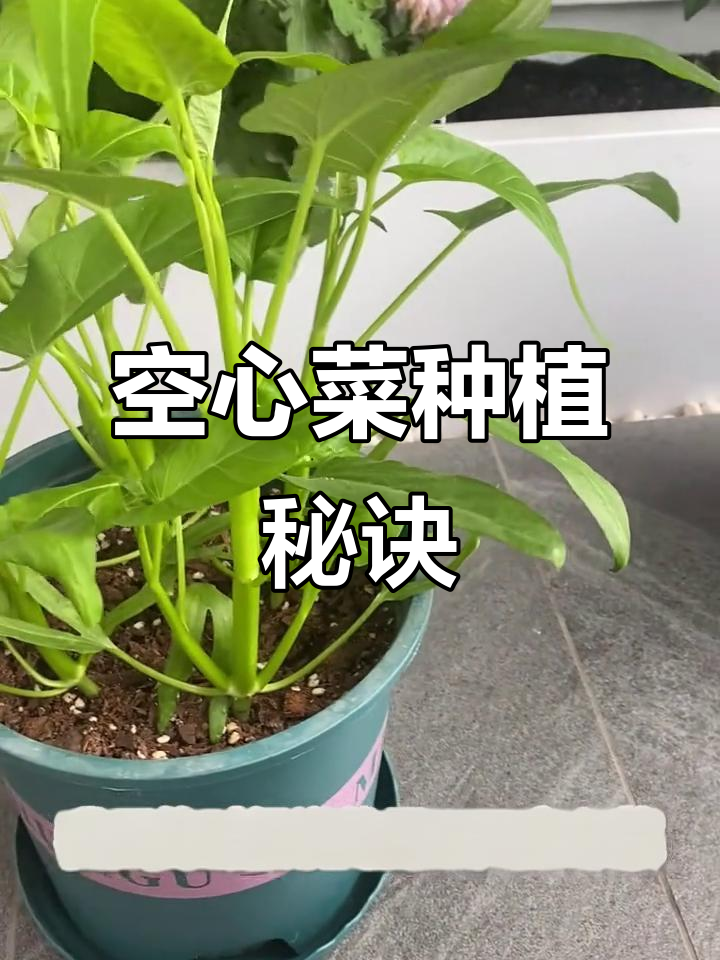 空心菜种植超简单,2元种子轻松发芽,一个月就能收获!