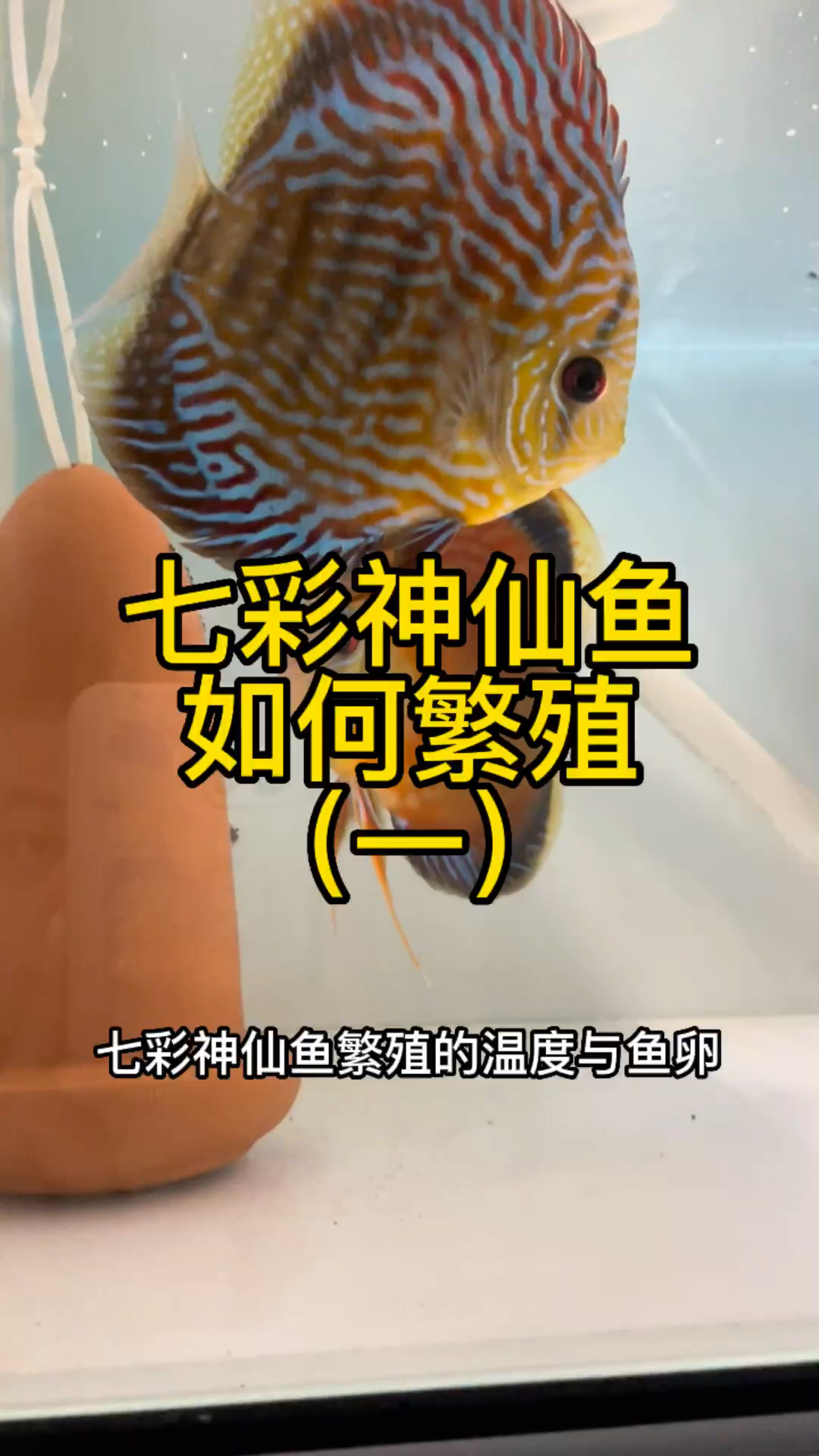 七彩神仙鱼如何繁殖(一)