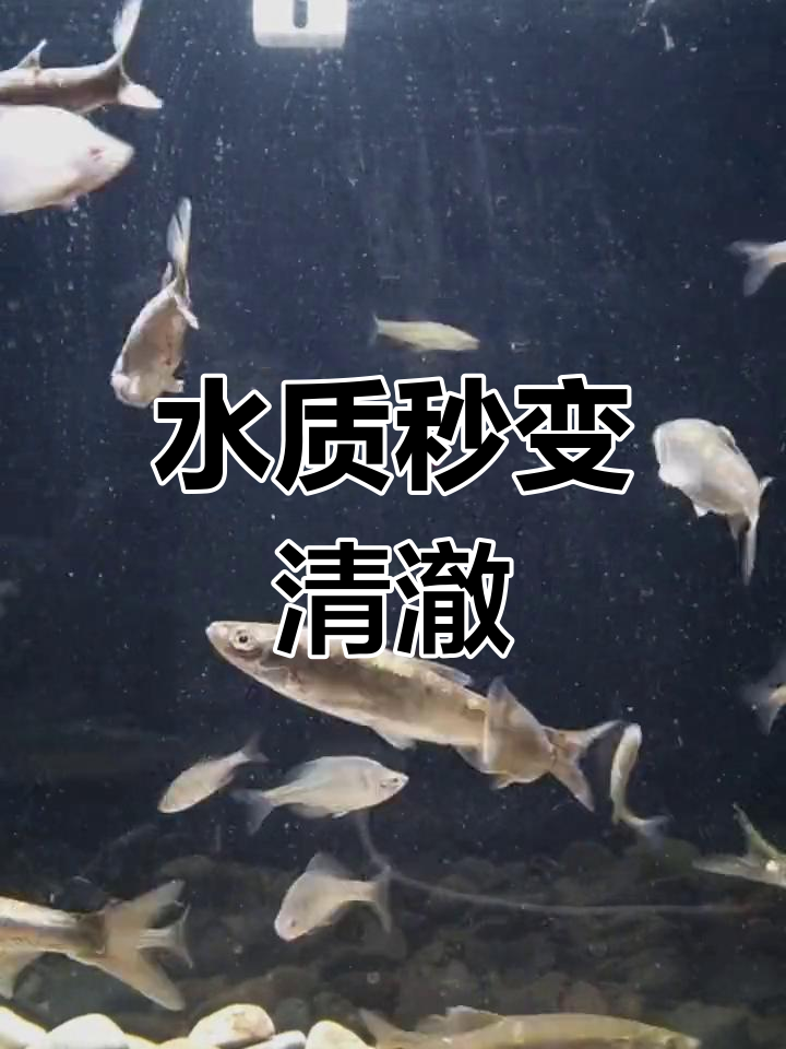 鱼缸水清,过滤系统强大,一夜之间恢复透明