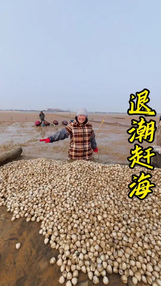 今天终于盼来了渔村的大退潮，和老妈赶海抓海鲜收获满满，回家后吃上一顿扇贝肉饺子真是太香了