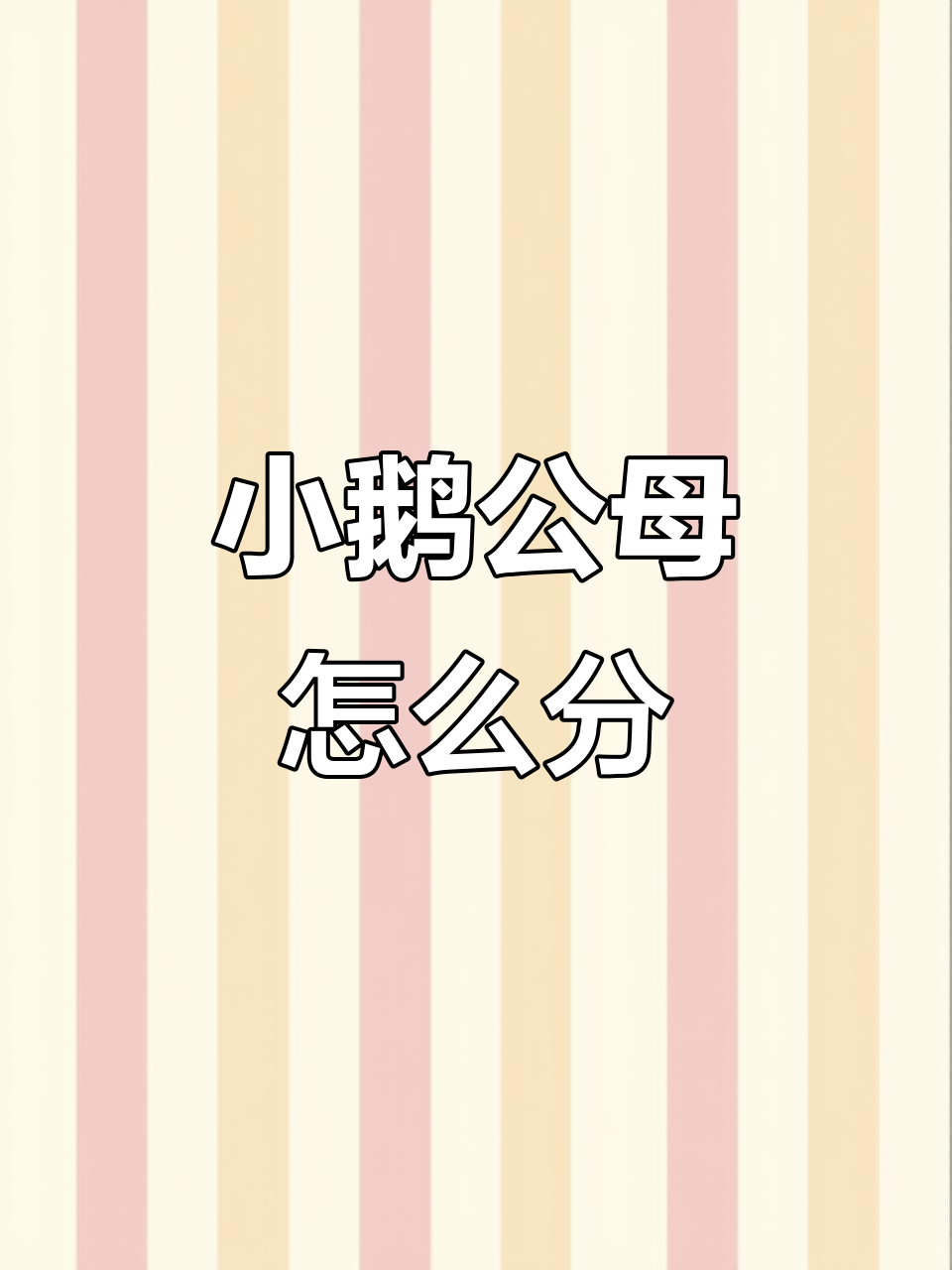 河北村花小鹅公母辨别技巧,看腿和尾部就能分辨