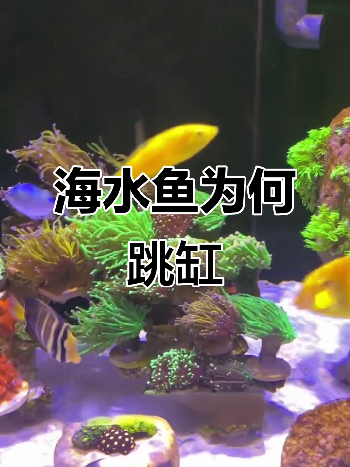 海水鱼跳缸原因大揭秘:从水质到性格,全方位分析