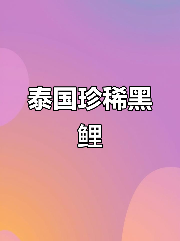 泰国黑鲤鱼揭秘，稀有品种大揭晓