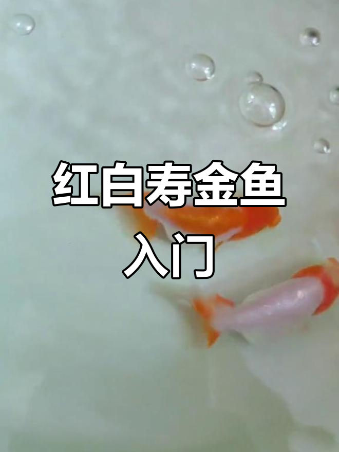 新鱼入缸,红白寿的美丽开始与结束