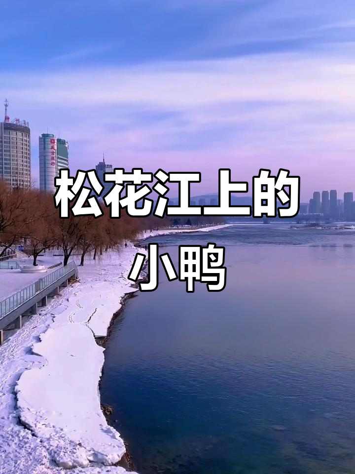 吉林市松花江畔的野鸭子,加油!