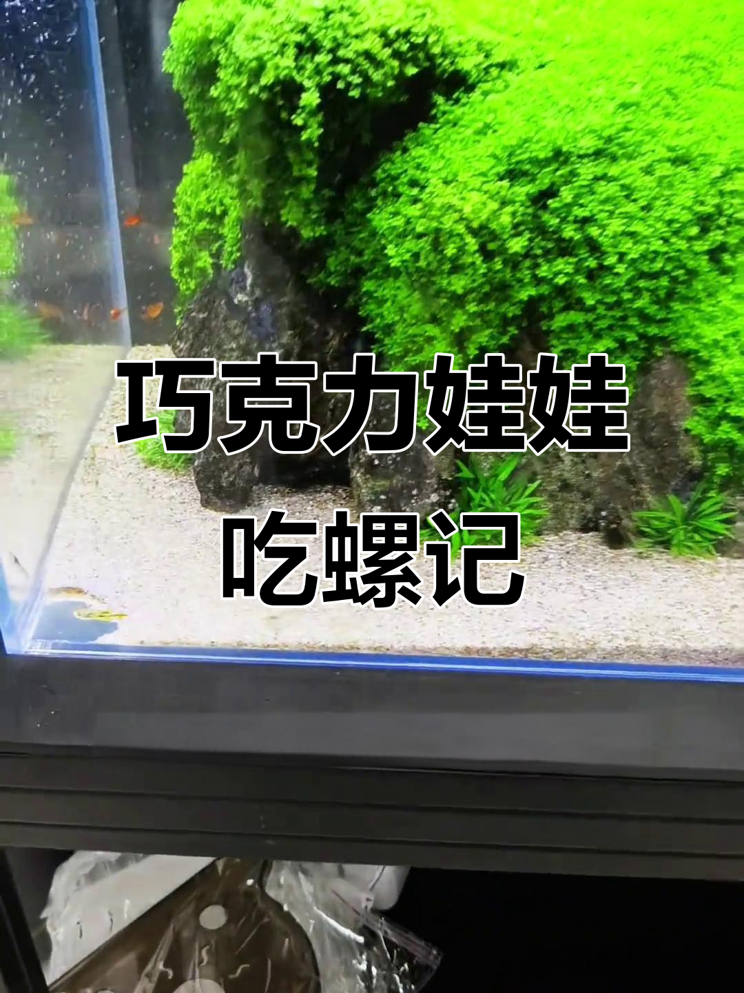 鱼缸螺太多?试试巧克力娃娃,残暴除螺效果惊人