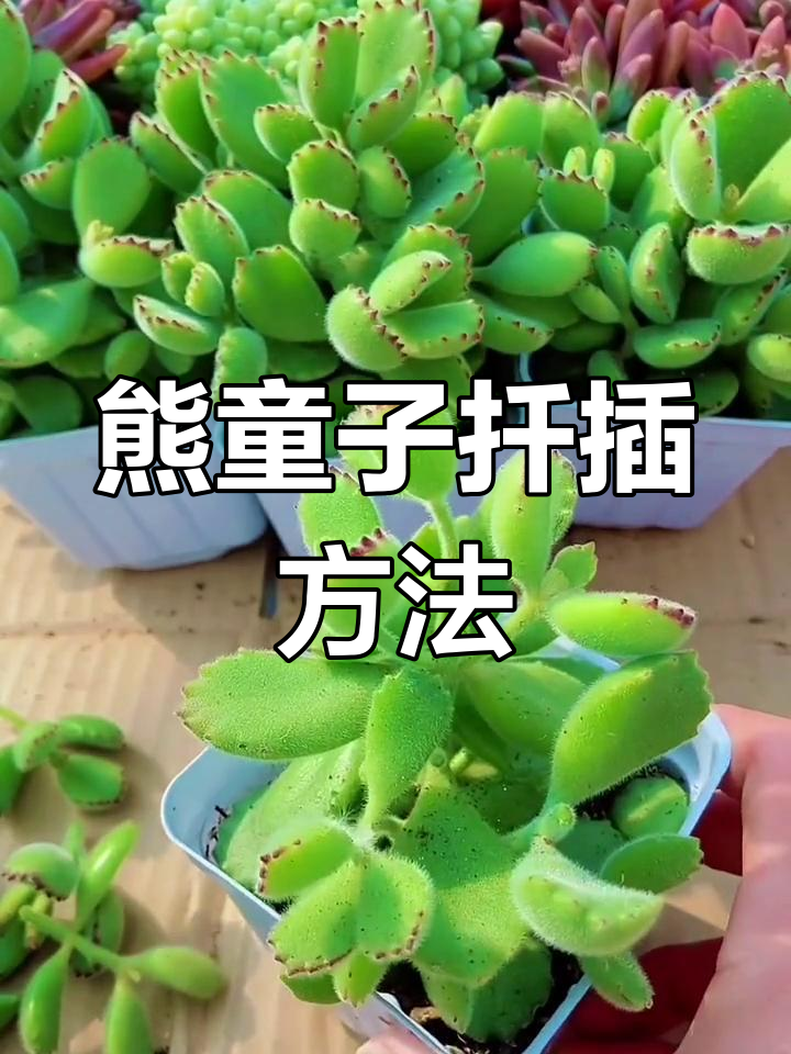 多肉熊童子扦插繁殖技巧