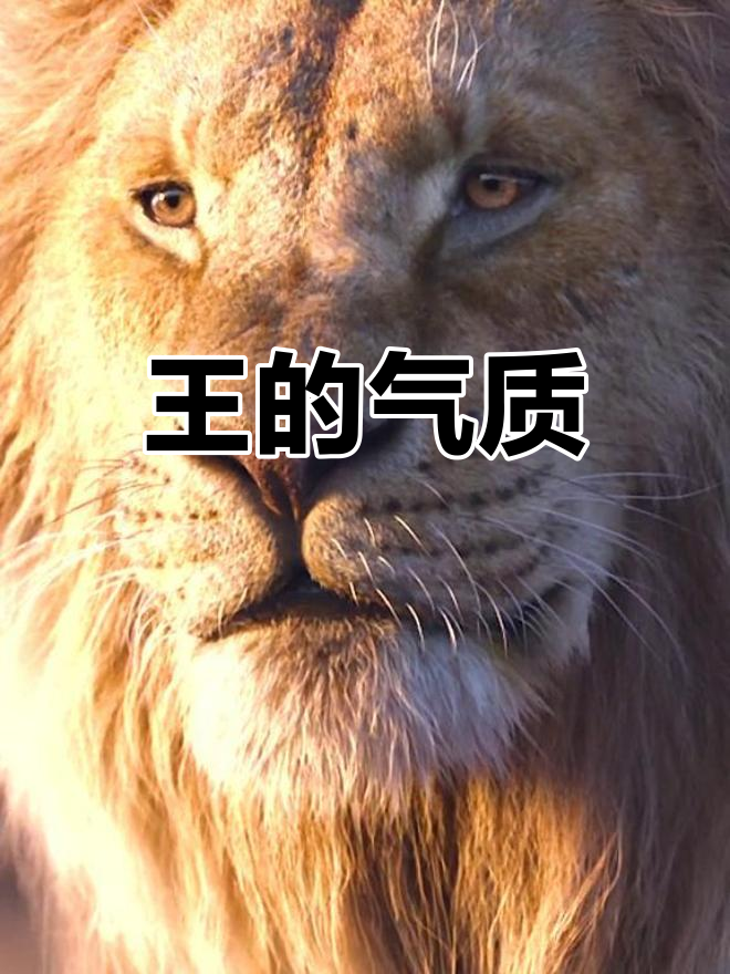 狮子王霸气来袭,高清动态壁纸送上!