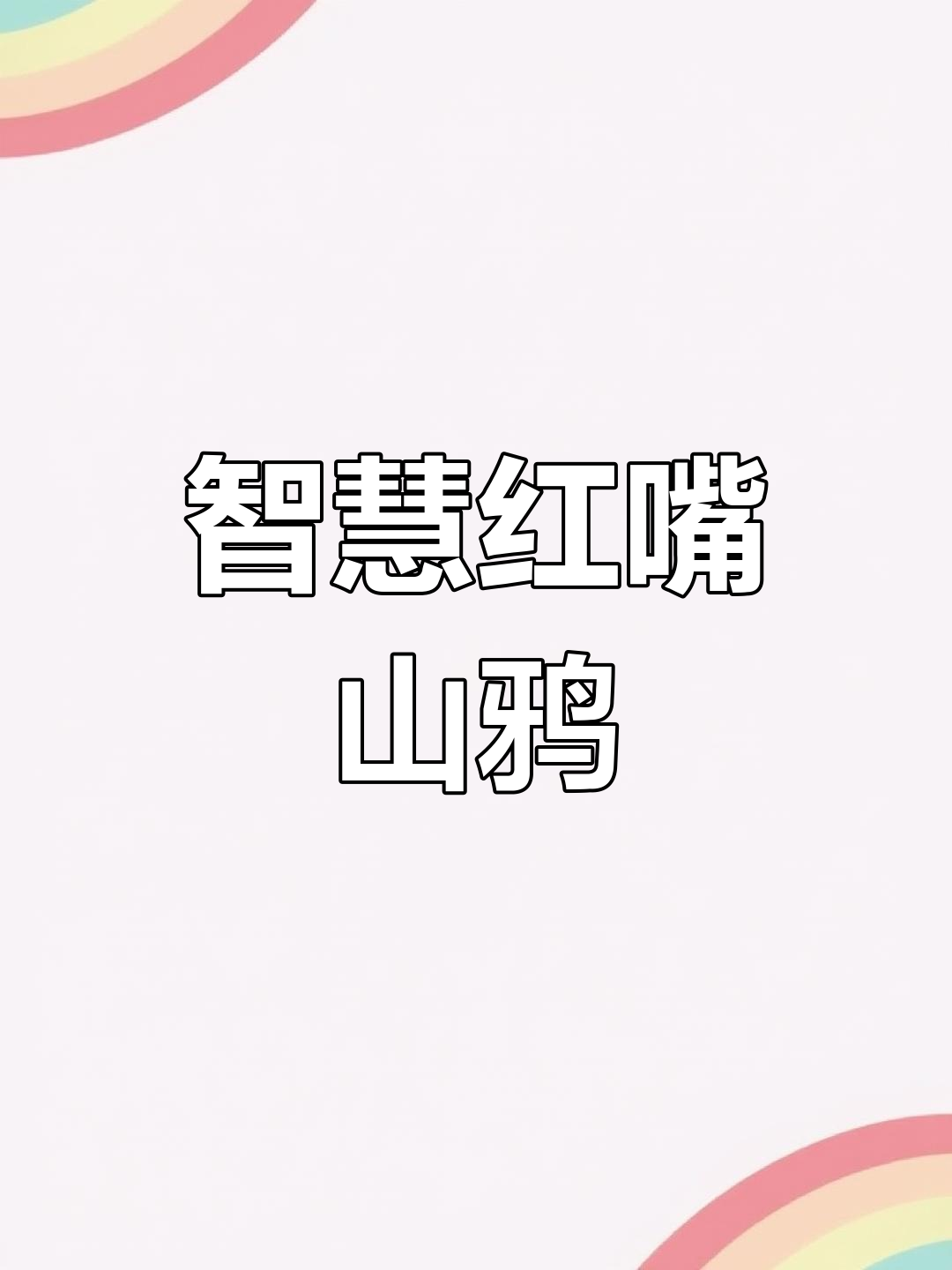 红嘴山鸦聪明绝顶,喙歪了能自己折断重新长