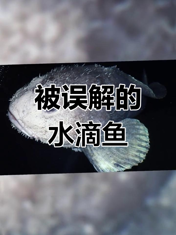 水滴鱼:深海丑鱼的真相