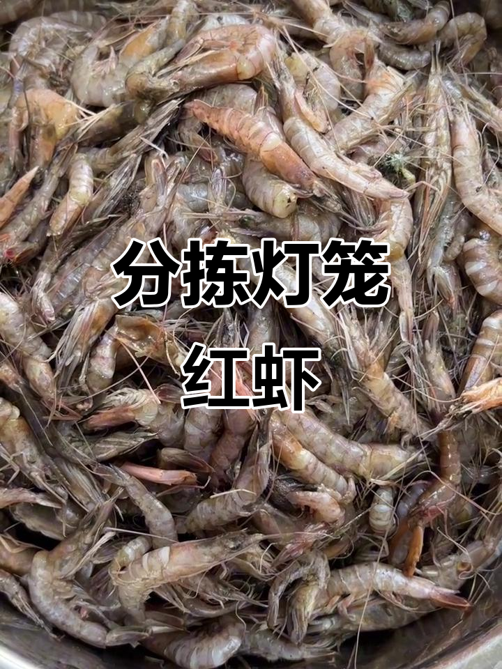 野生灯笼红虾分拣与烹饪技巧,教你如何挑选大小、处理食材
