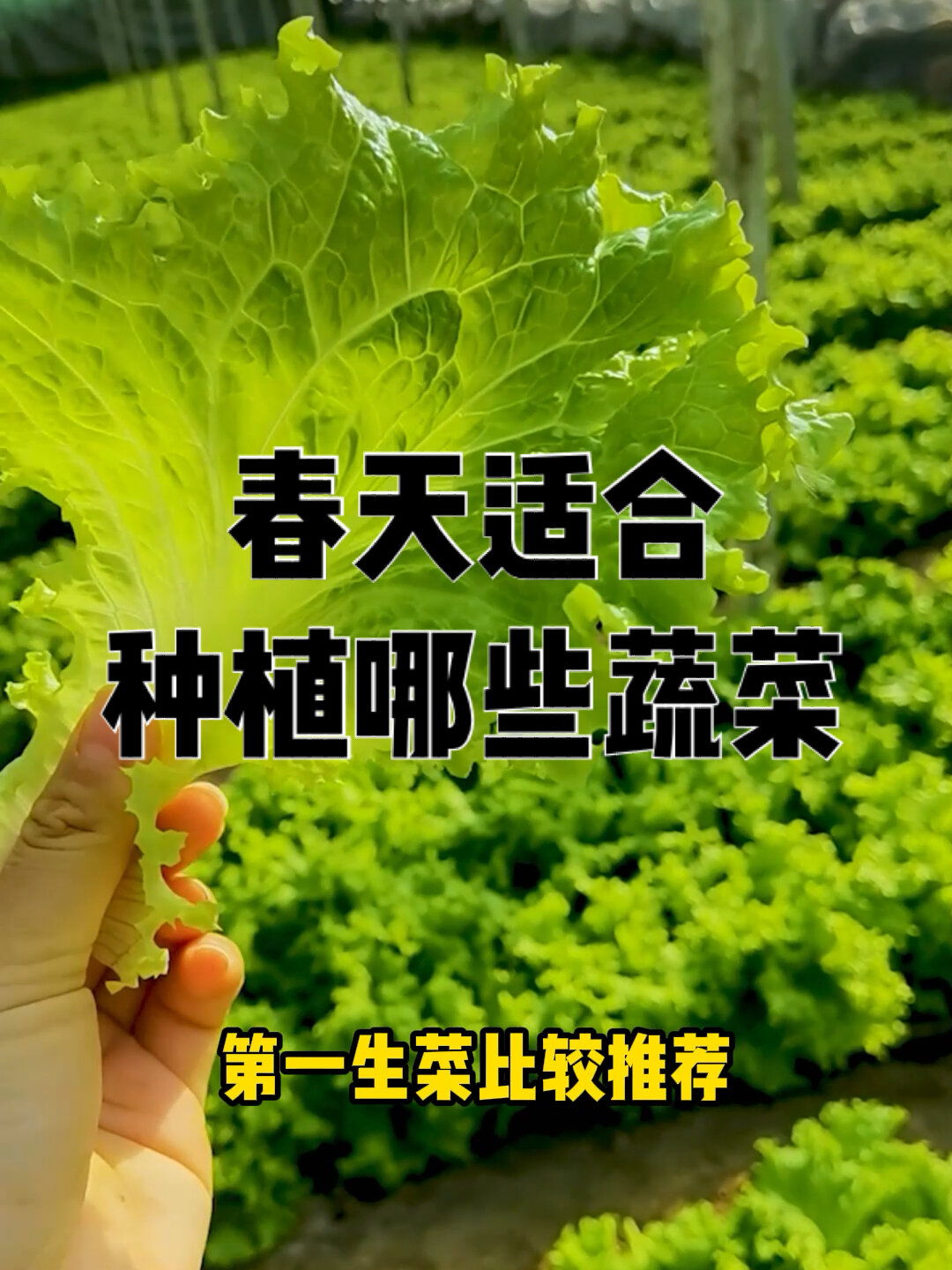 春天适合种植哪些蔬菜