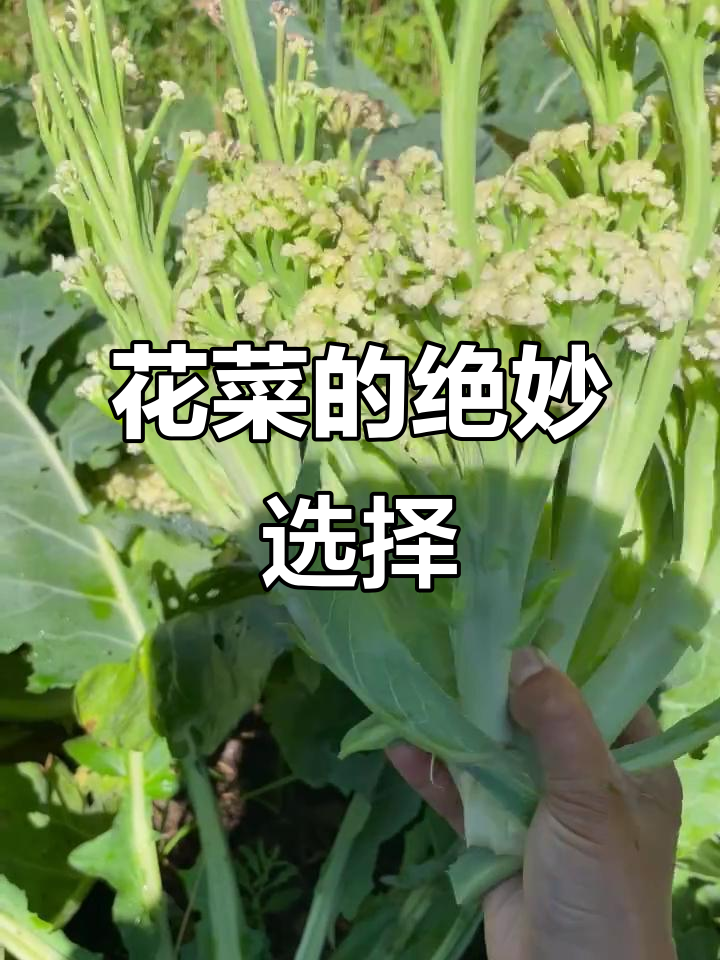 这款青梗花菜,脆嫩可口,炒肉或清炒都超赞!