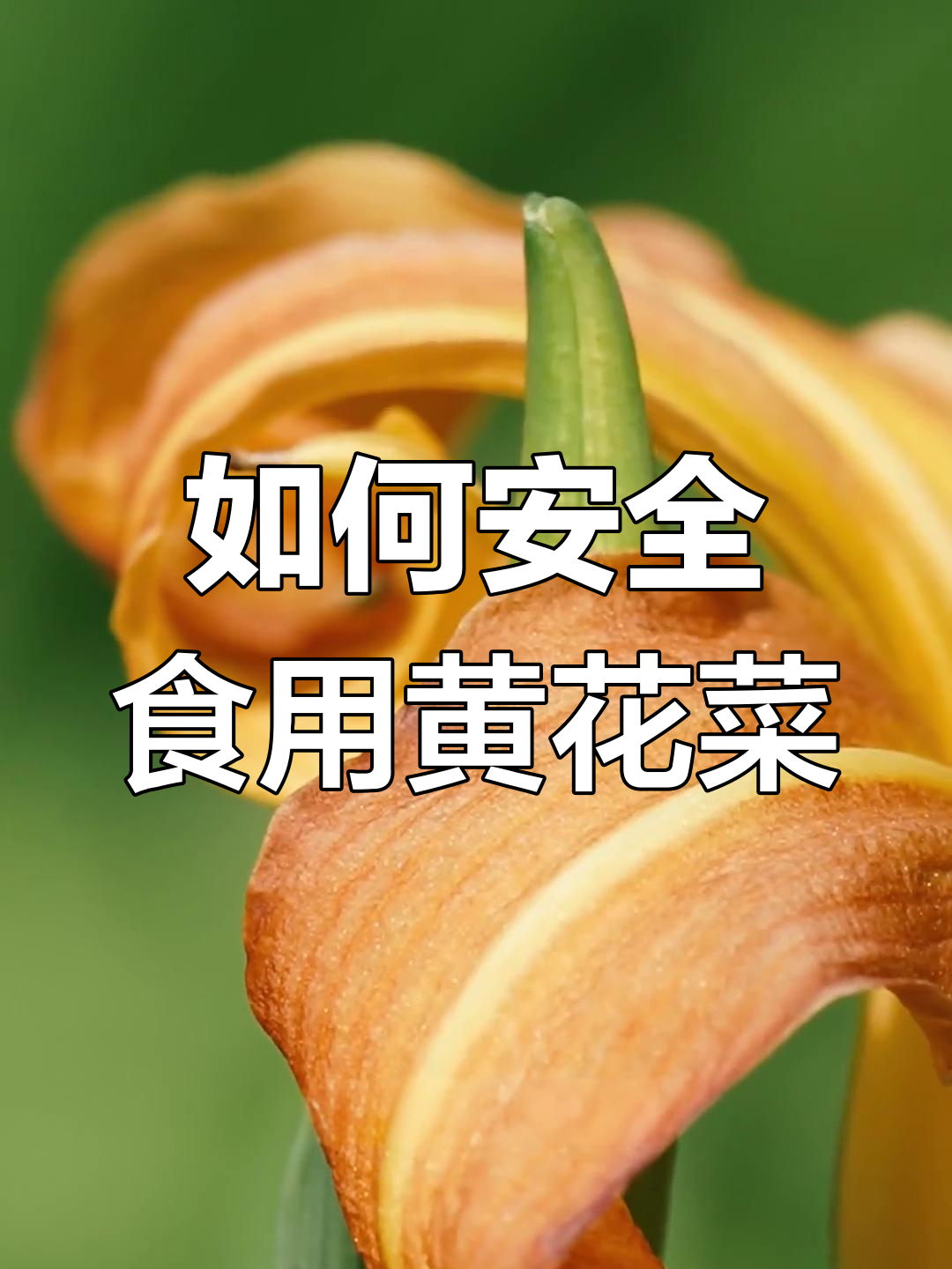 黄花菜有毒?正确吃法揭秘,避免误食萱草