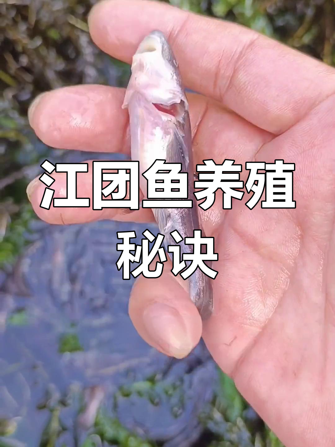 江团鱼肉质鲜美,适应性强,冬季也能生长