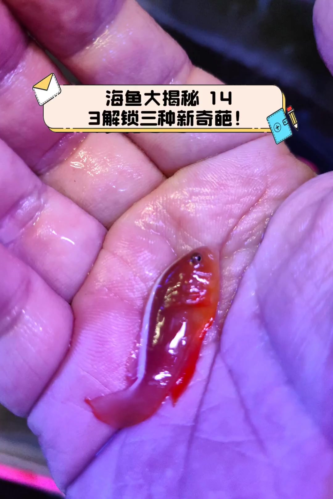 海鱼大揭秘,143解锁三种新奇葩!