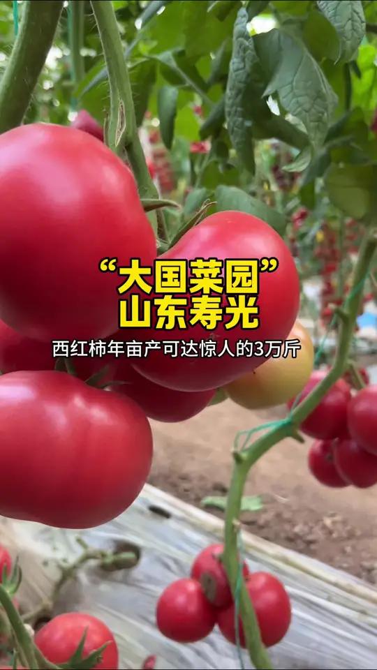 “大国菜园”蔬菜之乡的蔬菜名不虚传！