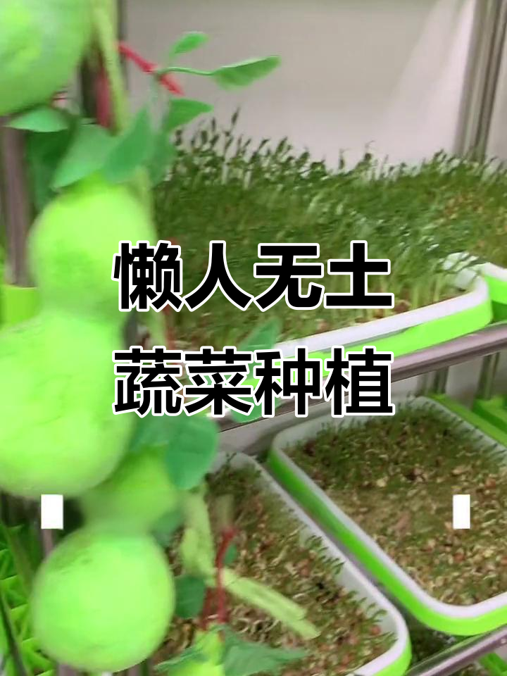 无土栽培神器,蒜苗豆芽轻松搞定,室内种菜超简单