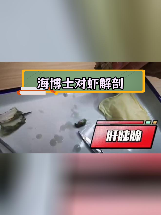 对虾解剖过程揭秘