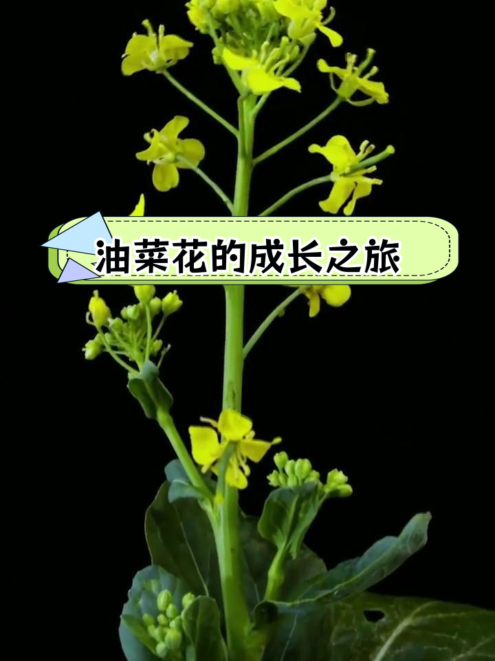 油菜花田的美丽生长过程,延时摄影带你见证