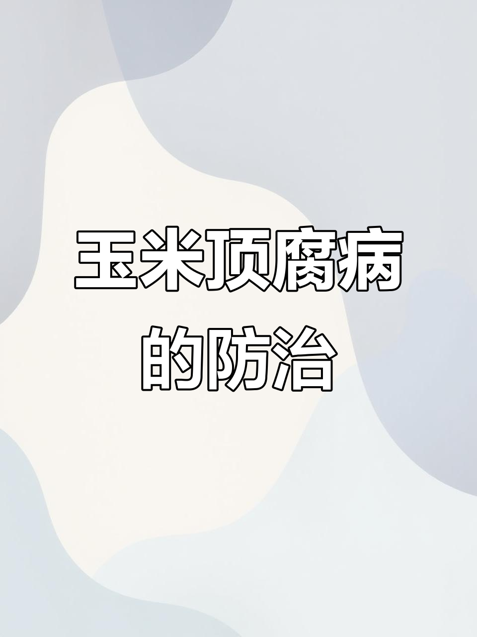 玉米顶腐病识别与防治技巧,细菌真菌都能控制