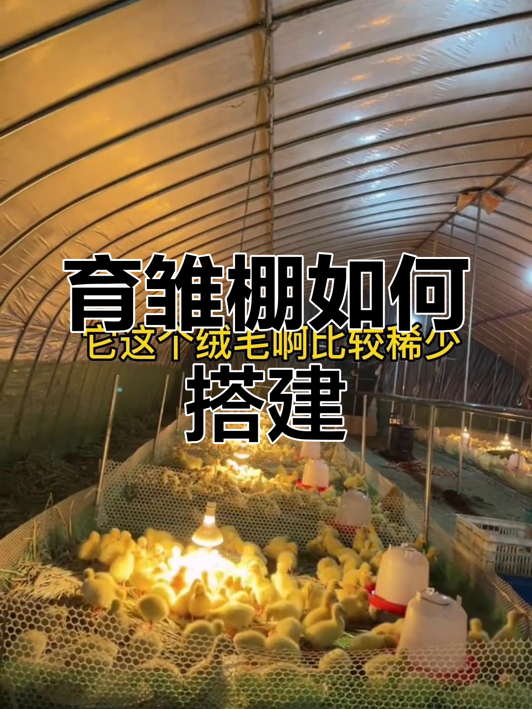 养鹅育雏棚搭建要点,保温通风不可缺