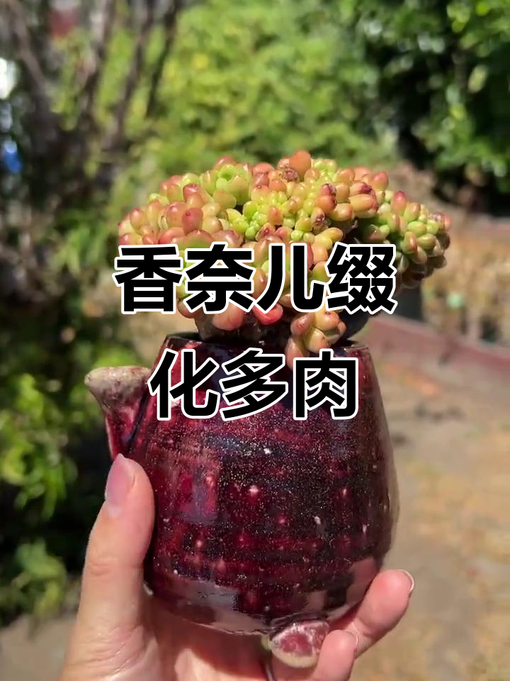 香奈儿缀化多肉,独特魅力让人无法抗拒