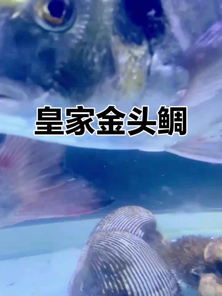 金头鲷:欧洲皇家珍宝,金色带斑的神秘鱼类