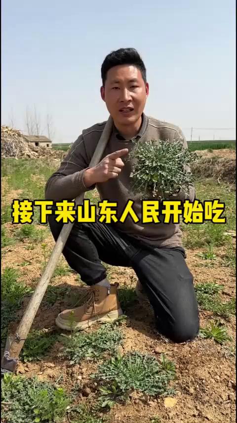 山东春季吃的野菜，你认识这些吗？