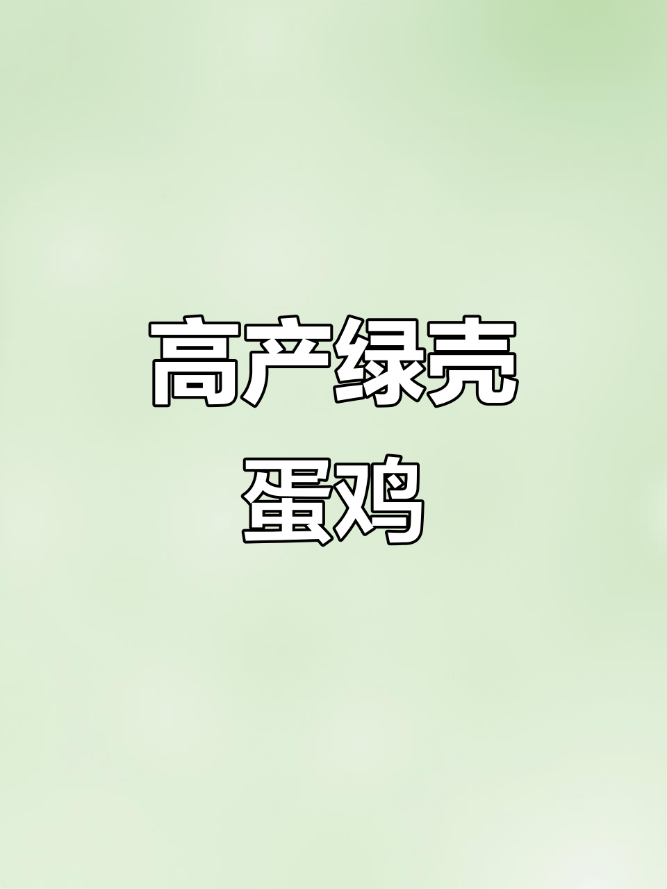 麻羽高产绿壳蛋鸡,放养更健康!