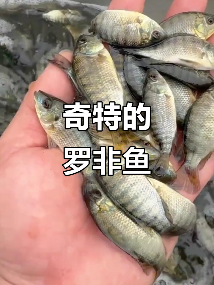 罗非鱼刚出生时靠黏液生存,真是奇特!