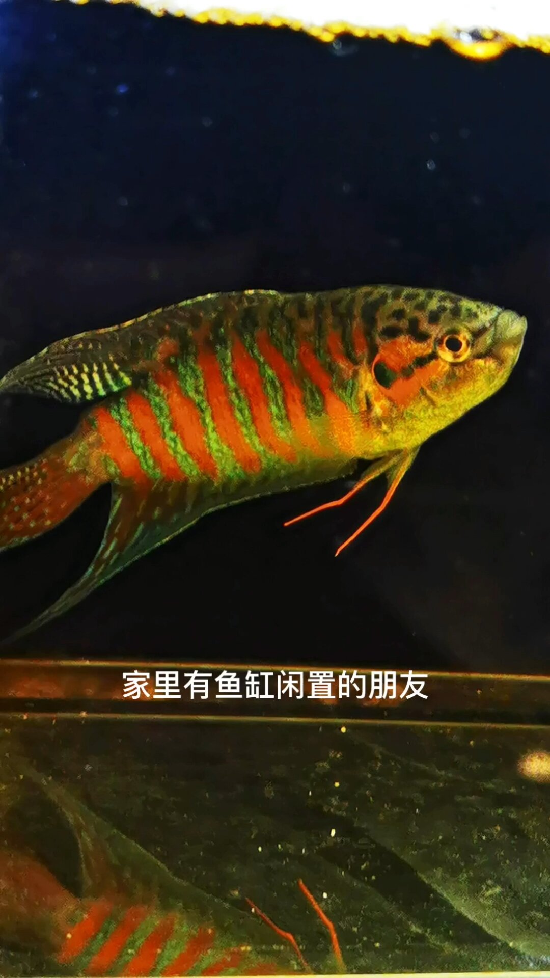 巨普蓝冷水鱼,无需打氧无需加温