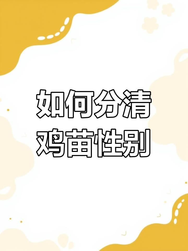 鸡苗公母分辨技巧,三种方法准确无误