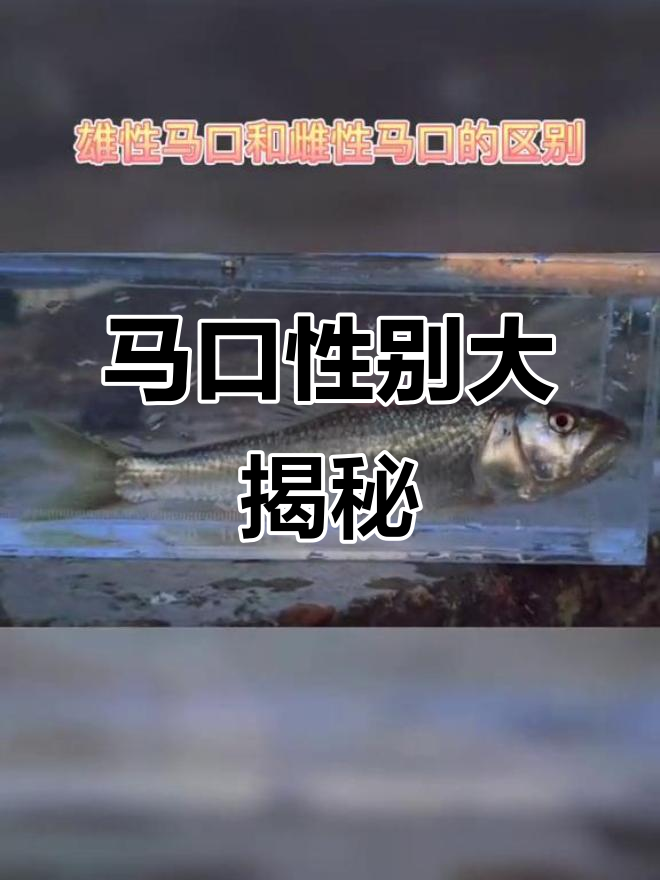 小时候马口有何不同?雄雌差异揭秘!