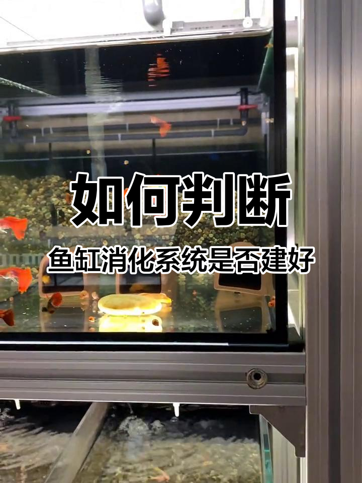 鱼缸消化系统建立成功的标志,如何判断水质清澈与否