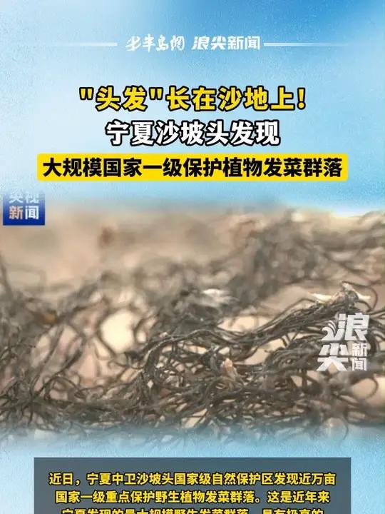 “头发”长在沙地上!宁夏沙坡头发现大规模国家一级保护植物发菜群落