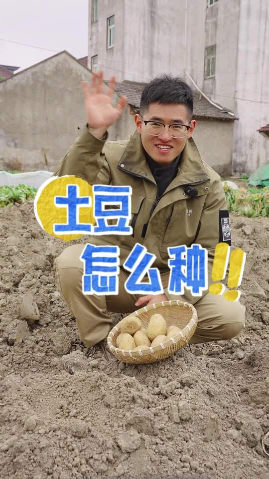 土豆种植小技巧，一起学种绿色蔬菜