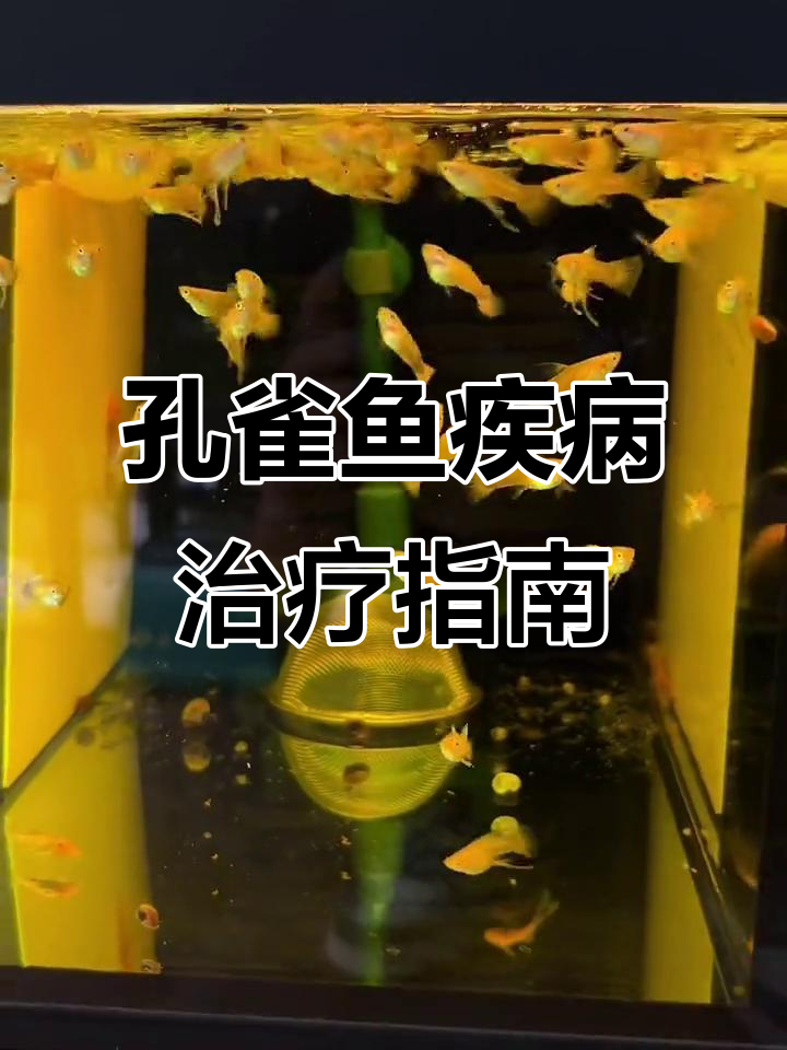 孔雀鱼常见疾病及治疗方法,白点水霉如何应对