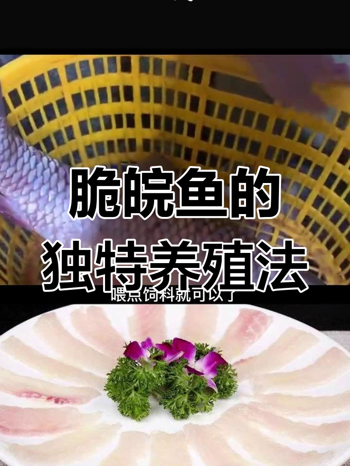 脆皖鱼养殖全攻略:从草鱼到美味蜕变