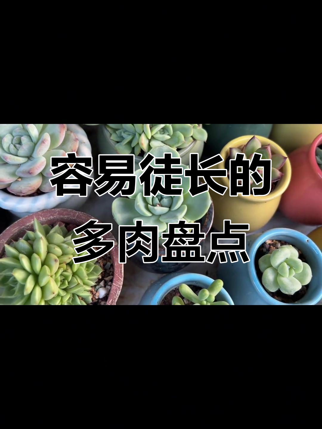 这些多肉容易徒长变丑,买之前先看看变化有多大