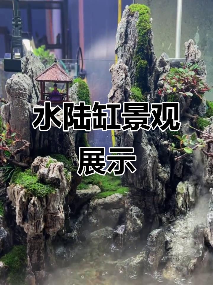 80cm水陆缸造景,流水生财石来运转
