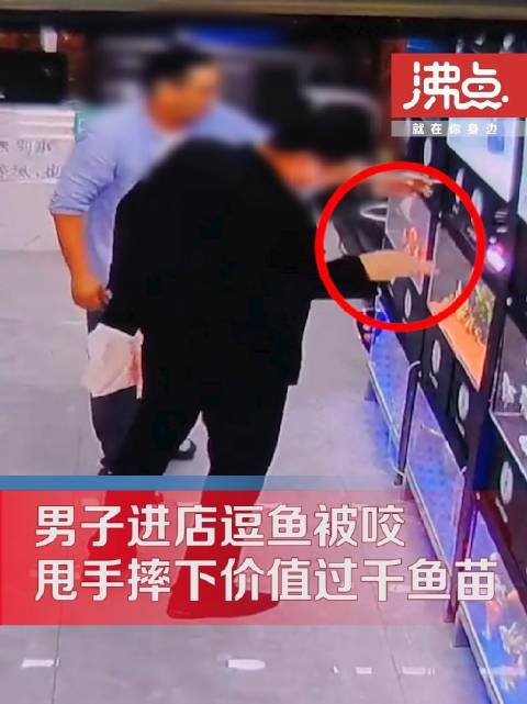 「男子逗鱼被咬甩手摔下千元鱼苗」10月14日,山东烟台。一男子来到邹先生店里看鱼,逗鱼时被