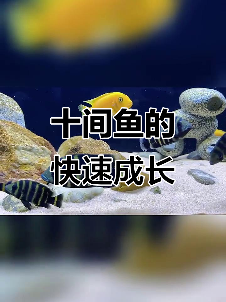 十间鱼飞速成长,速度惊人