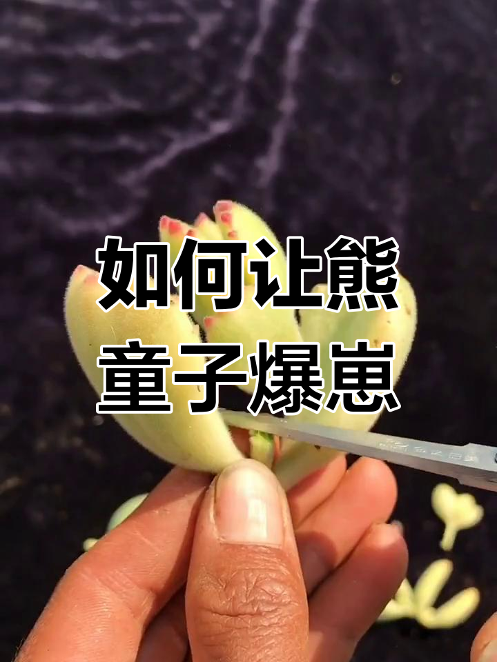 熊童子繁殖技巧大揭秘,轻松一变多肉家族!