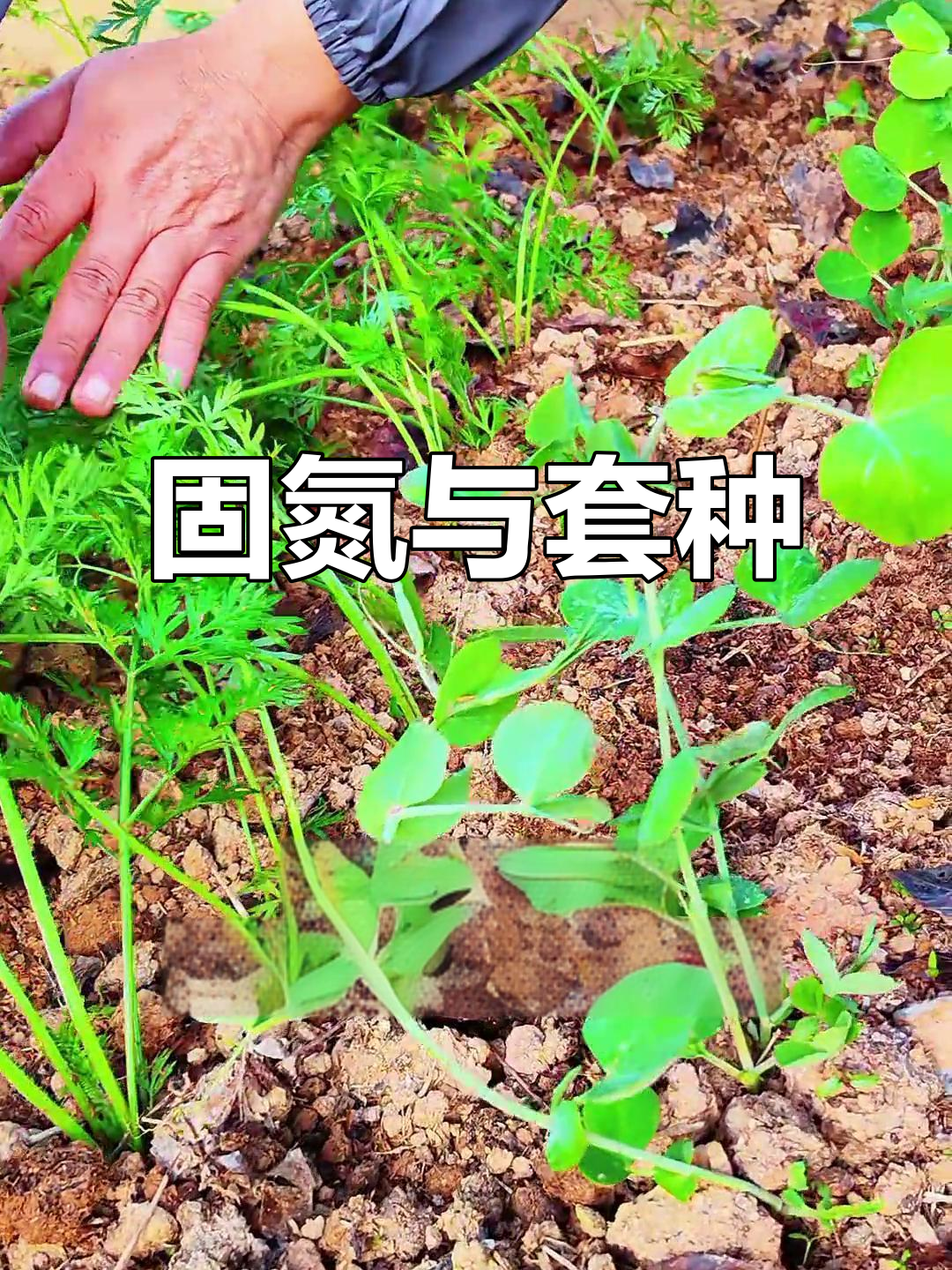 豆类蔬菜能固氮,与其他作物搭配种植可提高养分利用率