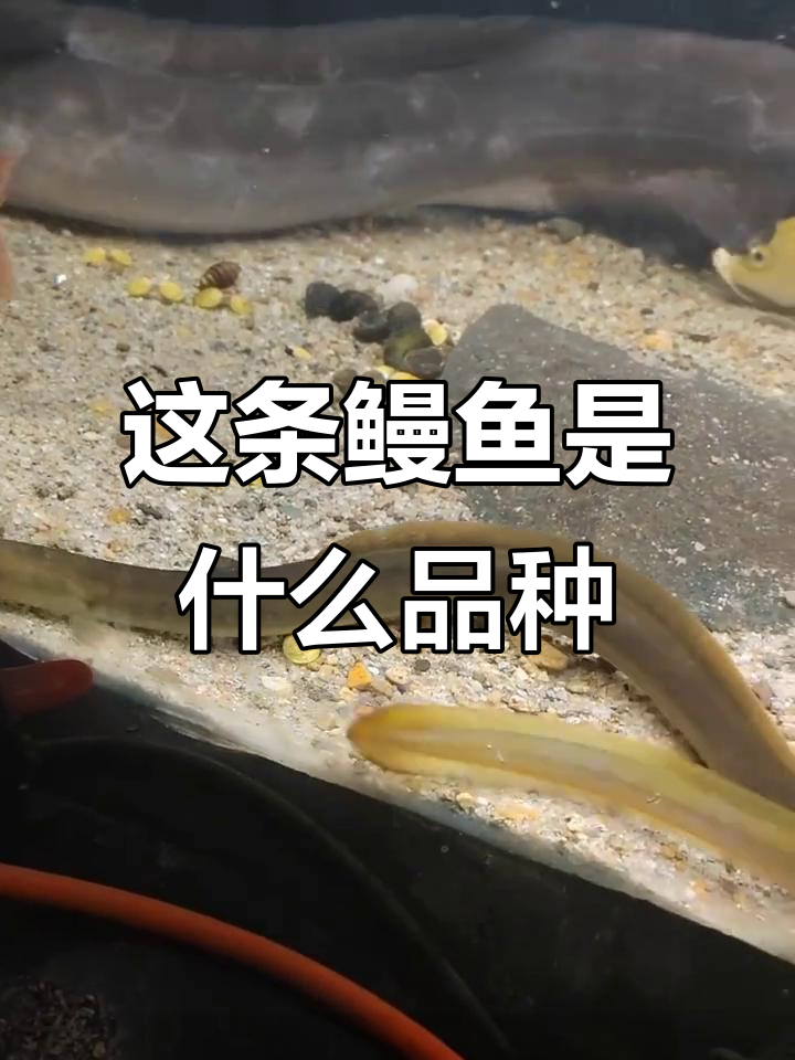 这是什么品种的鳗鱼?能长到几斤,容易养吗