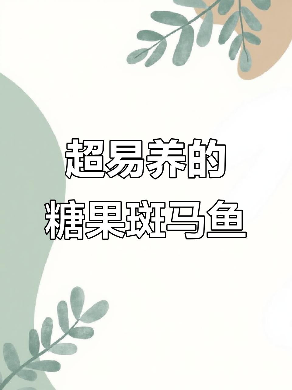 糖果斑马鱼:超便宜又好养,新手必选观赏鱼