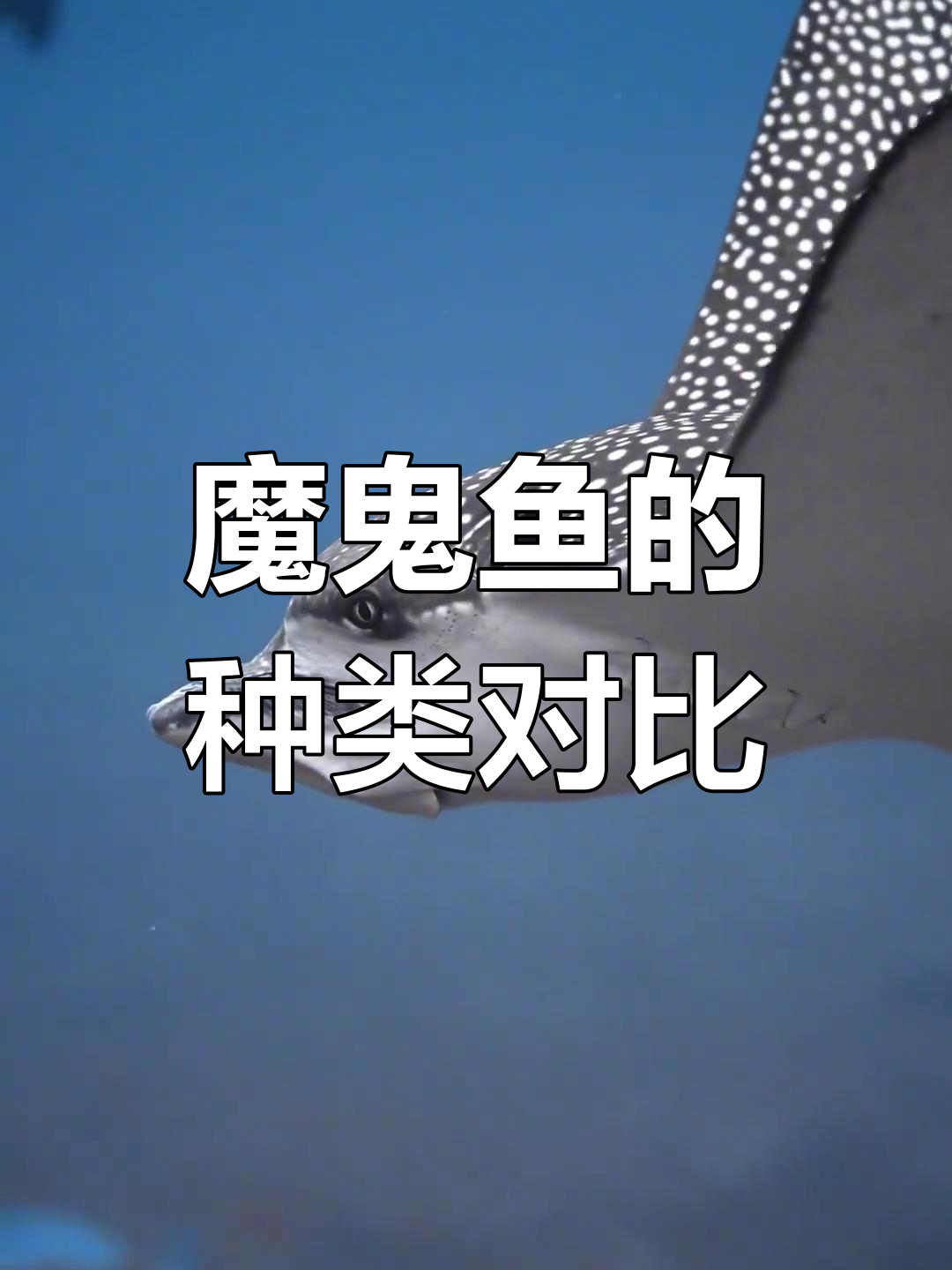鳐鱼与蝠鲼的区别解析