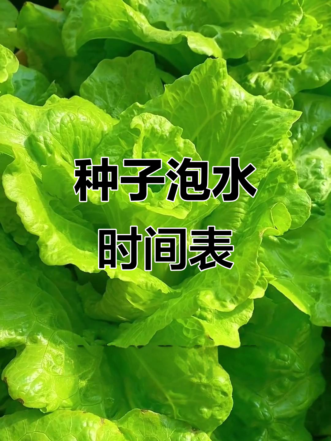 蔬菜种子泡水时间大揭秘,催芽技巧全掌握